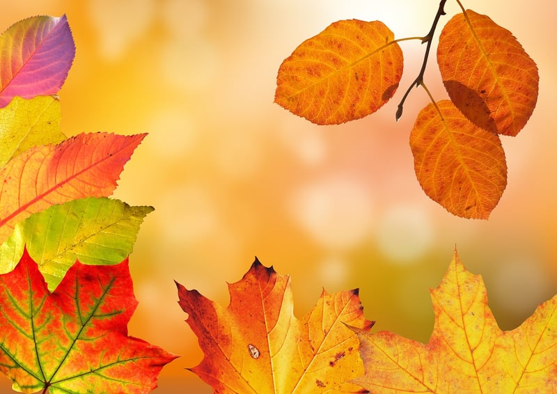 Autumn Reflection
